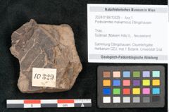 Foto (Objekt + Etikett) von Podozamites malvernicus Ettingshausen (NHMW-GEO-2024-0188-10329)